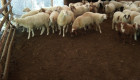 Продавам овце Аваси - Снимка 2