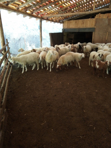 Продавам овце Аваси - Снимка 2