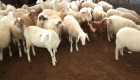Продавам овце Аваси - Снимка 3