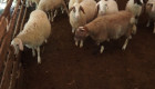 Продавам овце Аваси - Снимка 4