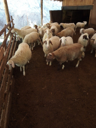 Продавам овце Аваси - Снимка 4