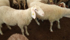 Продавам овце Аваси - Снимка 5