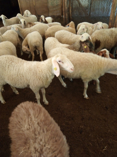 Продавам овце Аваси - Снимка 5