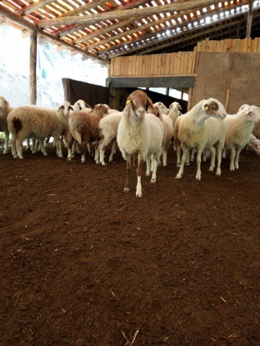 Продавам овце Аваси - Снимка 6