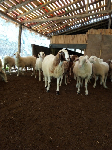 Продавам овце Аваси - Снимка 7