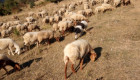 Продавам овце Аваси - Снимка 8
