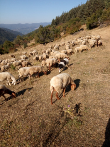 Продавам овце Аваси - Снимка 8