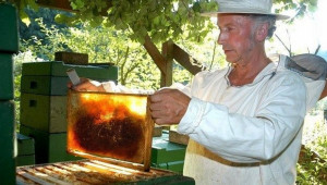 За пчелите: Франция забрани още два инсектицида - Снимка 1