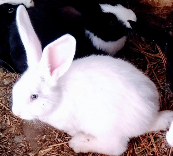 Продавам чистокръвни холандски зайци със сини очи - Снимка 1