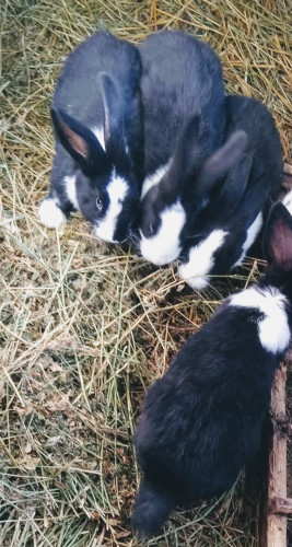 Продавам чистокръвни холандски зайци със сини очи - Снимка 3