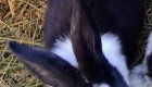 Продавам чистокръвни холандски зайци със сини очи - Снимка 6