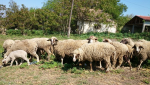 Овцевъдството - жизнената сила на добруджанските селища - Снимка 1