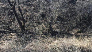 Мистерия: Търси се кой разхвърли животински кости край Враца - Снимка 2