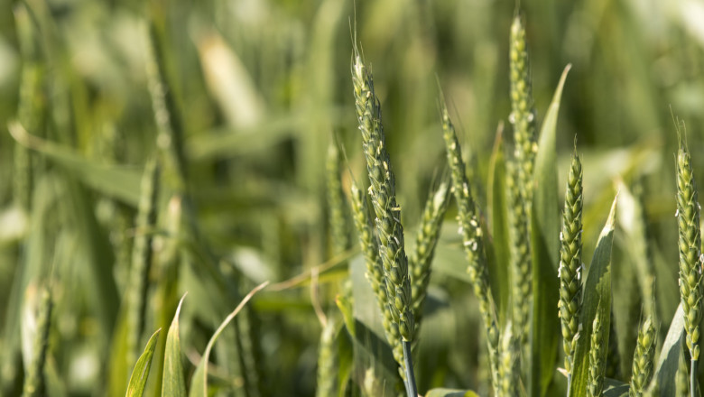 Зимни зърнени култури - как се справят с топлото време в Европа?