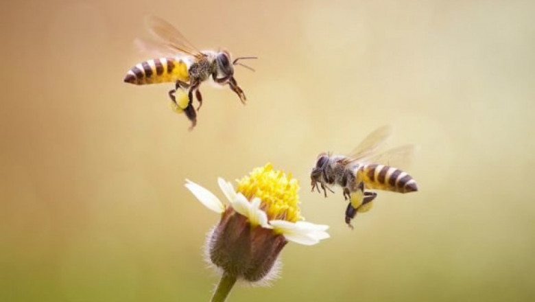 Грижи за пчелите през ноември
