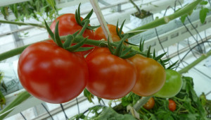 Отглеждане на ранни домати в полиетиленови оранжерии