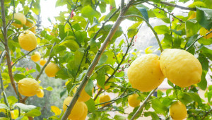Отглеждане на лимон - какво трябва да знаем?