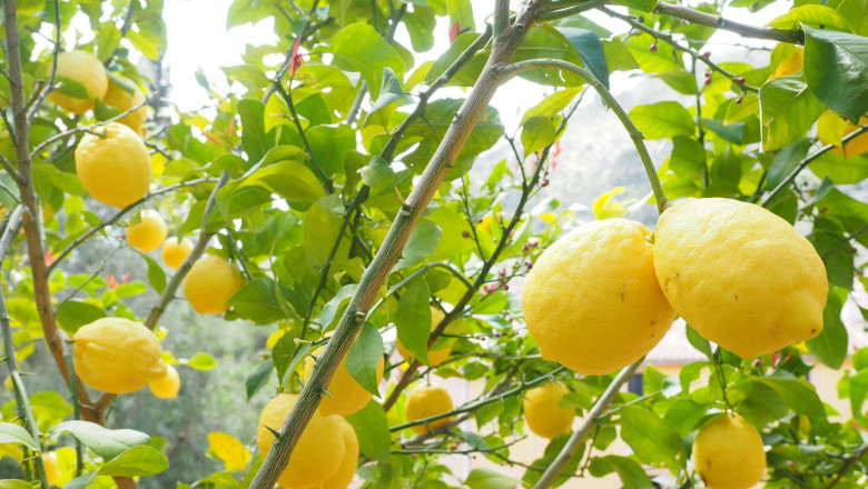Отглеждане на лимон - какво трябва да знаем?