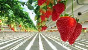 Най-важните изисквания на ягодите към климатичните условия и почвата