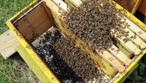 Ненормалните състояния в живота на пчелните семейства