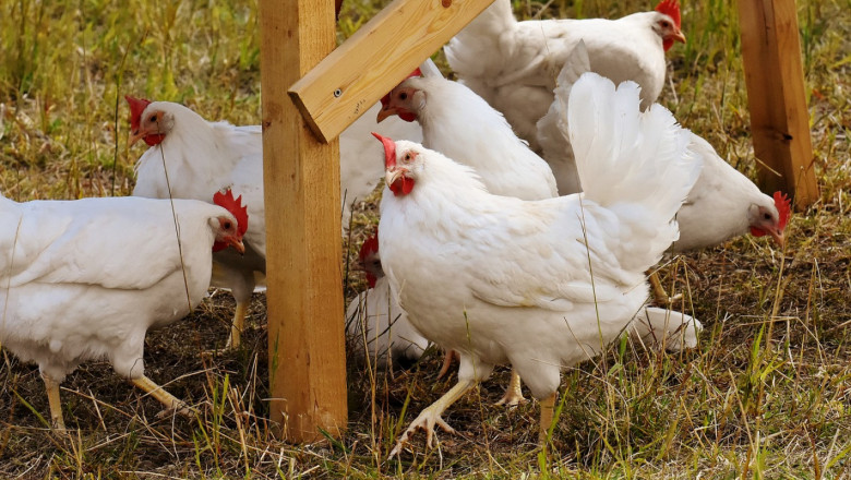 Птичи грип: Две нови огнища при кокошки и патици мюлари в Пловдивско
