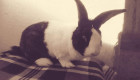 Продавам чистокръвни холандски зайци със СИНИ ОЧИ - Снимка 3