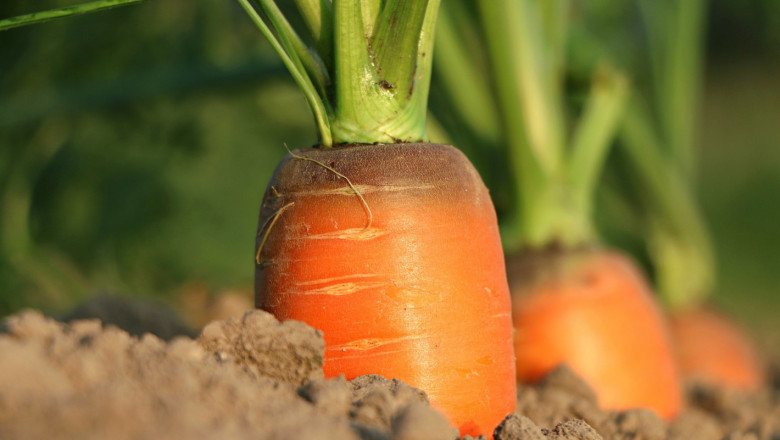 Кога и как се сеят морковите?