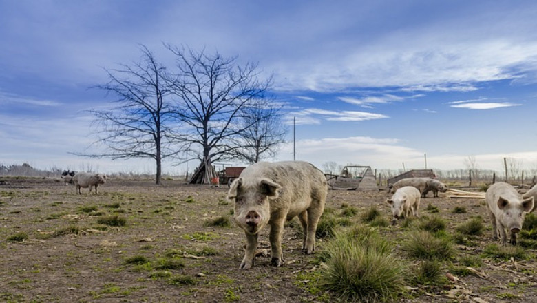 Германски животновъди скочиха срещу критики на Войчеховски