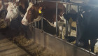 Продавам кравеферма с крави - Снимка 3