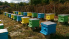 Продавам пчелни семейства / пчелни кошери - Снимка 1