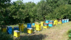 Продавам пчелни семейства / пчелни кошери - Снимка 2