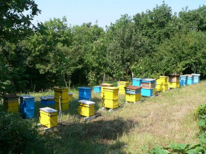 Продавам пчелни семейства / пчелни кошери - Снимка 2