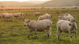 За животновъдите: По-високи ставки и по-малко мляко за доказване