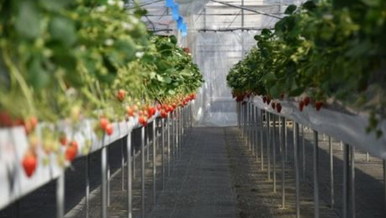 Възможен ли е ягодов агротуризъм в България?