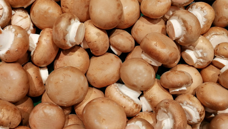 Технология за отглеждане на култивирана печурка