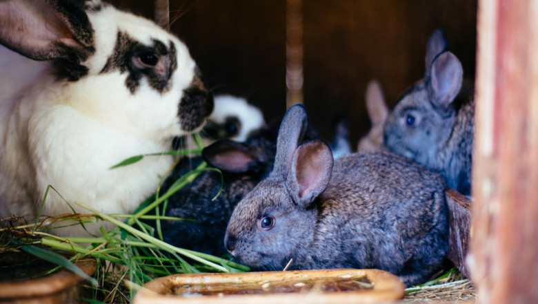 Какво представлява отглеждането на зайци по принципа "пълно - празно"
