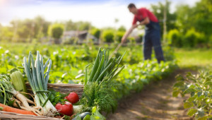 Овощари и градинари с най-много проекти за инвестиции в растениевъдството - Agri.bg