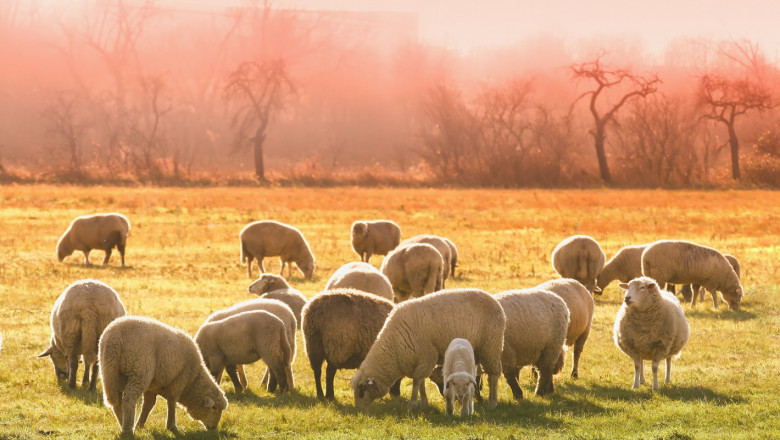 Внимавайте за мастит при овцете, които раждат за пръв път