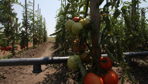 Специалисти: Как да предпазите доматите от опасни болести?