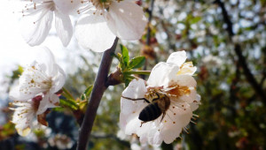 За пчеларите: Залесяват с медоносни дръвчета в Добруджа - Снимка 1