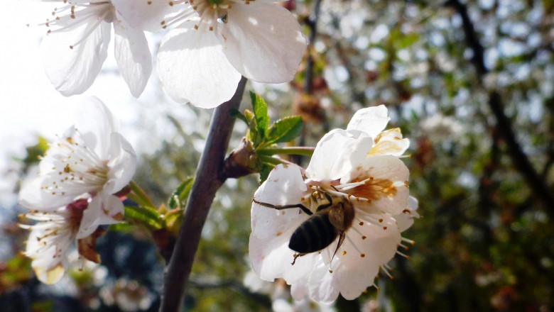 За пчеларите: Залесяват с медоносни дръвчета в Добруджа