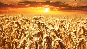 Пасифика Експерт – хербицидът за смесено заплевеляване в пшеница