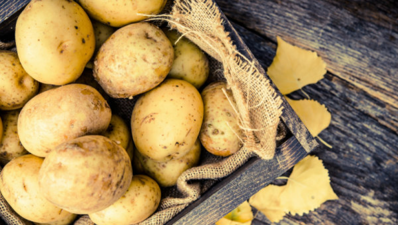 Бактериални болести при картофите