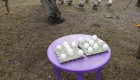 Продавам оплоден гъши яйца - Снимка 2