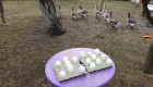 Продавам оплоден гъши яйца - Снимка 3