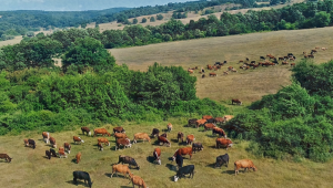 Ферма в Странджа отглежда пасищно над 1 000 животни - Снимка 1