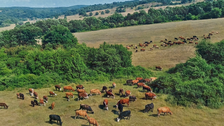 Ферма в Странджа отглежда пасищно над 1 000 животни