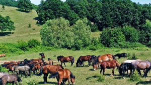 Ферма в Странджа отглежда пасищно над 1 000 животни - Снимка 3