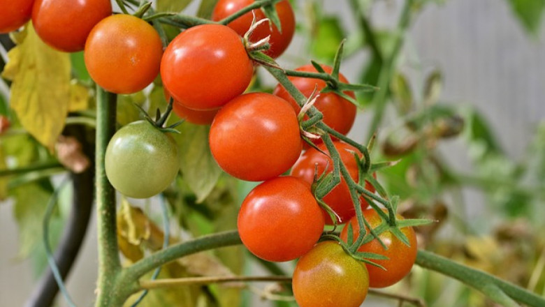 Магнезиевото гладуване при доматите е широко разпространено в оранжериите