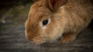 Физиологични особености на зайците